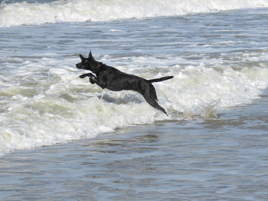 Ylvie springt ins Wasser.jpg